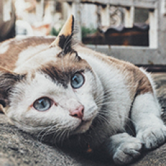 chat boule sous la peau